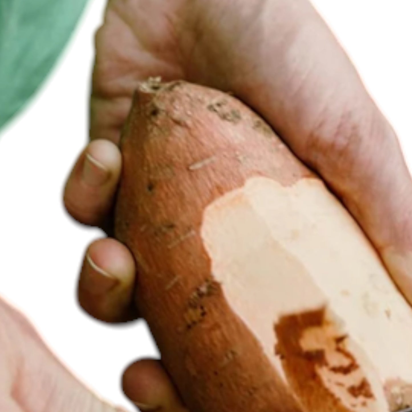 Opinel - No 115 Couteau éplucheur (hêtre / naturel)